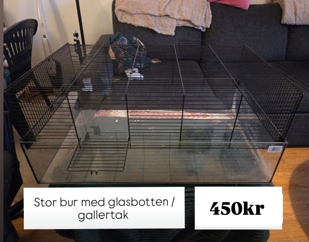 Glasbur med gallertak