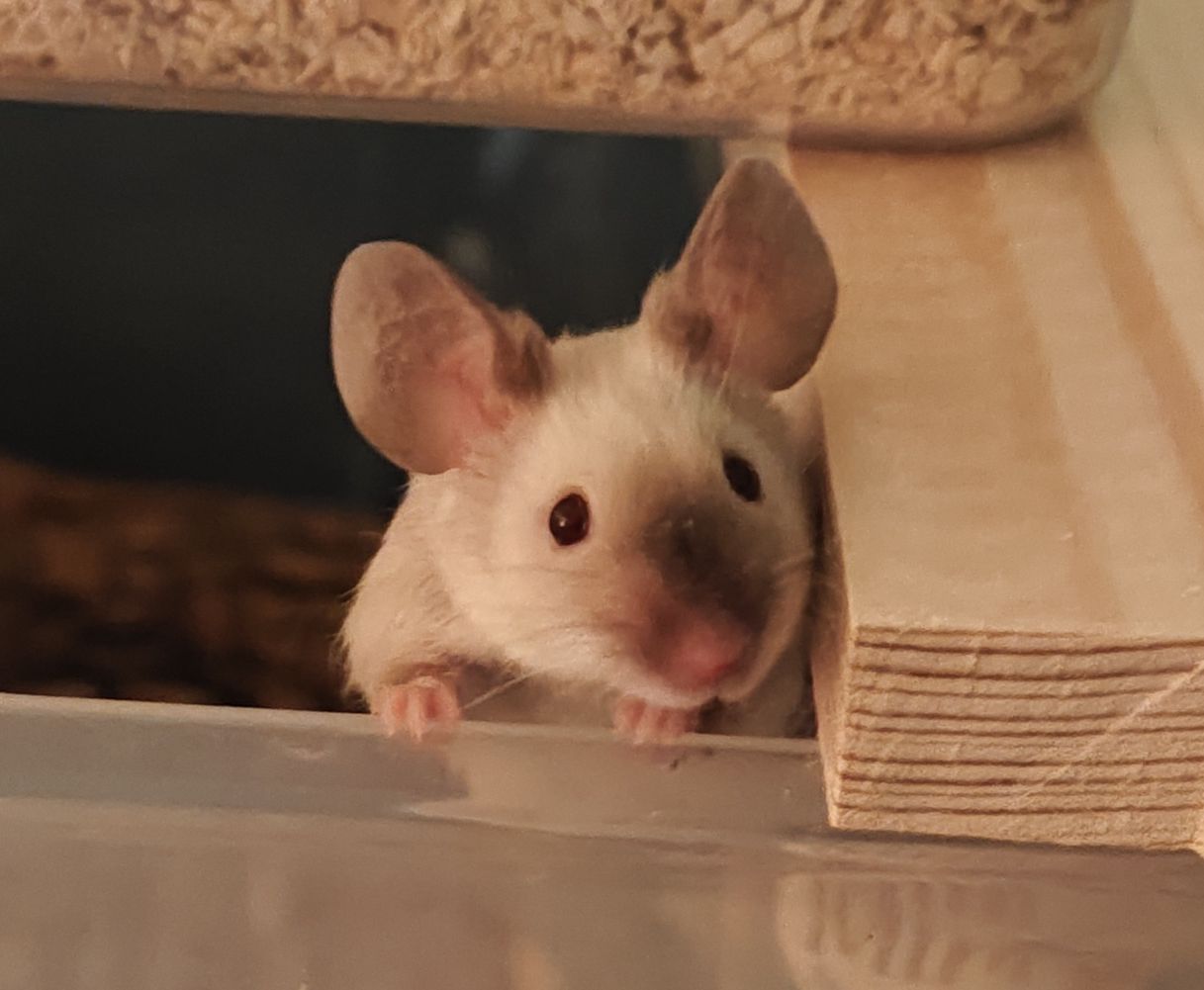 Dusty